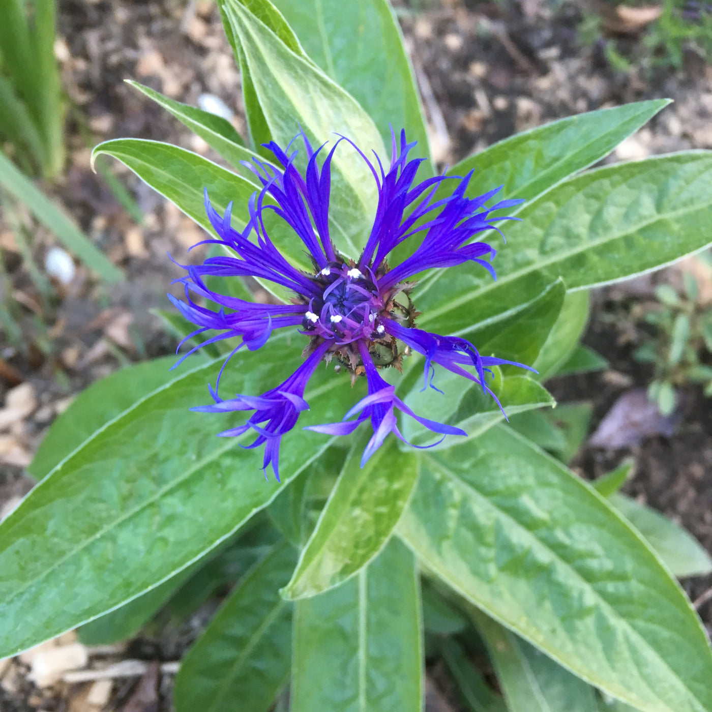 Puriri Lane | Centaurea montana