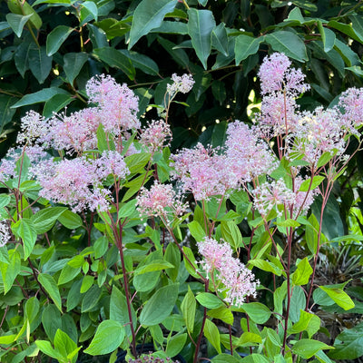 Puriri Lane | Ceanothus x pallidus | Marie Simon
