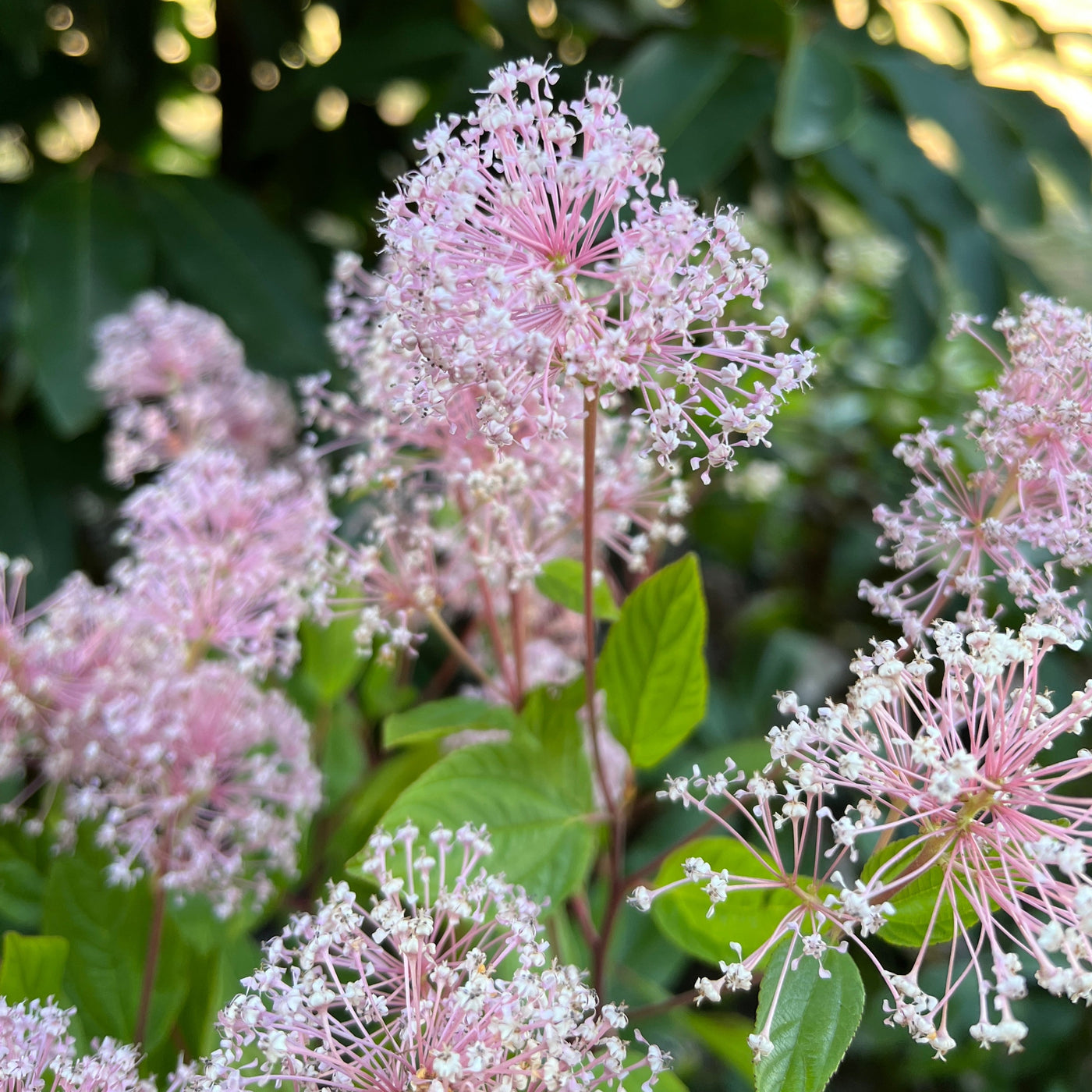 Puriri Lane | Ceanothus x pallidus | Marie Simon