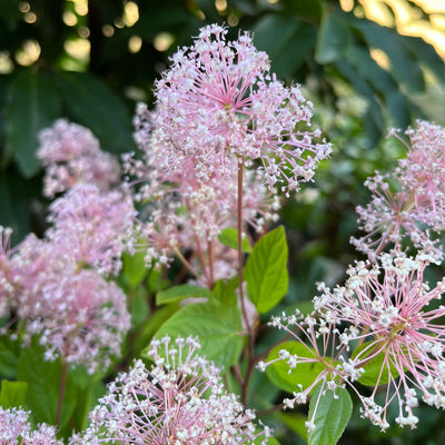 Puriri Lane | Ceanothus x pallidus | Marie Simon