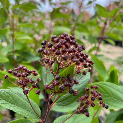 Puriri_Lane_Ceonothus_x_pallidus_Marie_Simon_Seed_Capsules