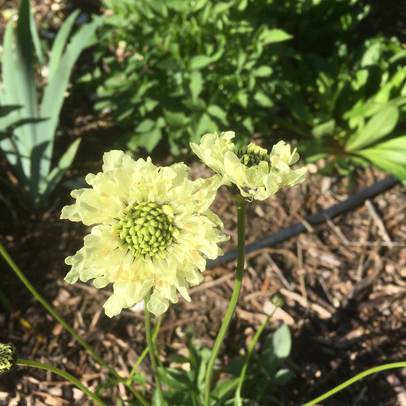Puriri Lane | Cephalaria gigantea