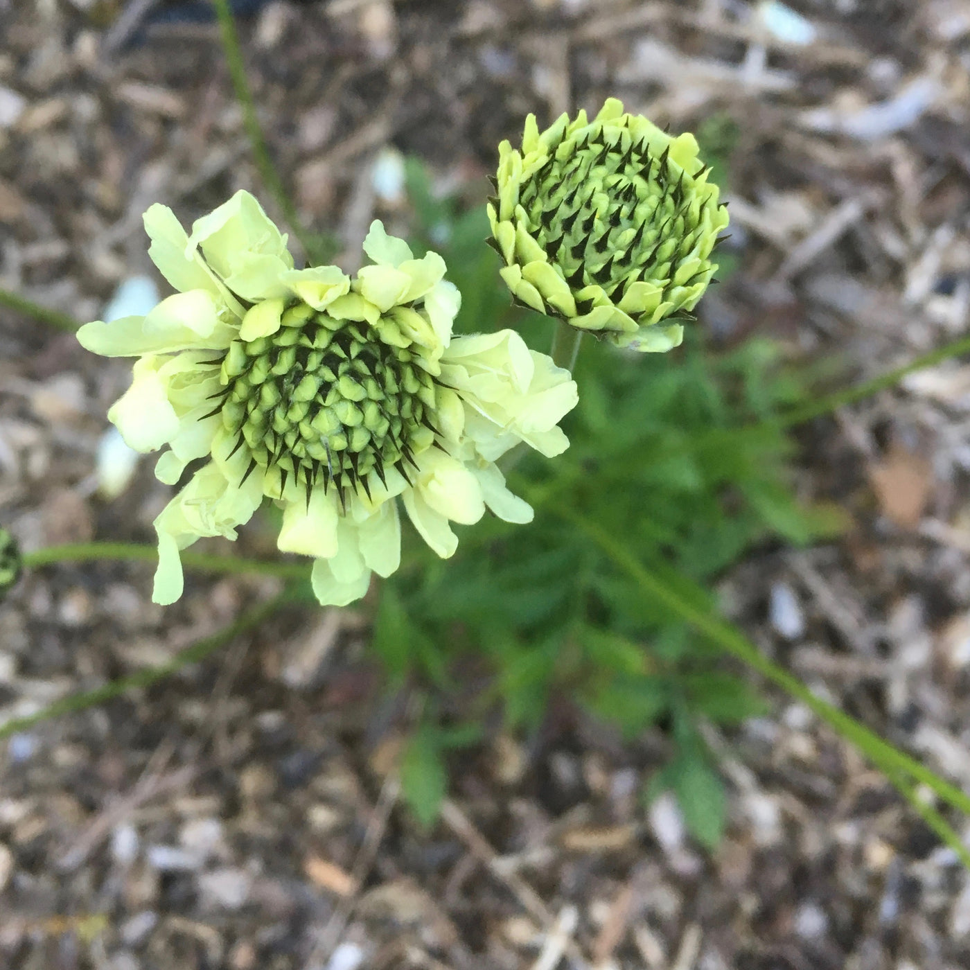 Puriri Lane | Cephalaria gigantea