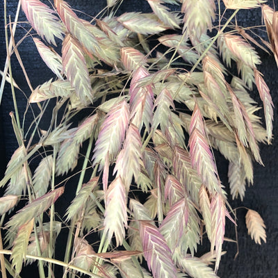 Puriri Lane | Chasmanthium latifolium