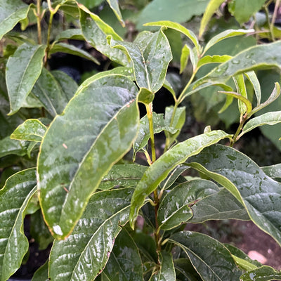 Puriri Lane | Chimonanthus praecox