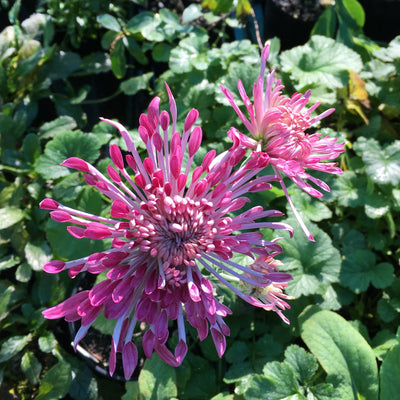 Puriri Lane | Chrysanthemum | Diana Stokes