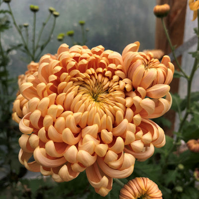 Puriri Lane | Chrysanthemum | Apricot Alexis