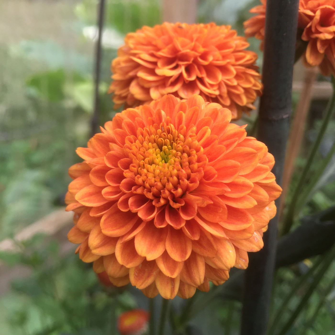 Puriri Lane | Chrysanthemum | Bronze Muriel