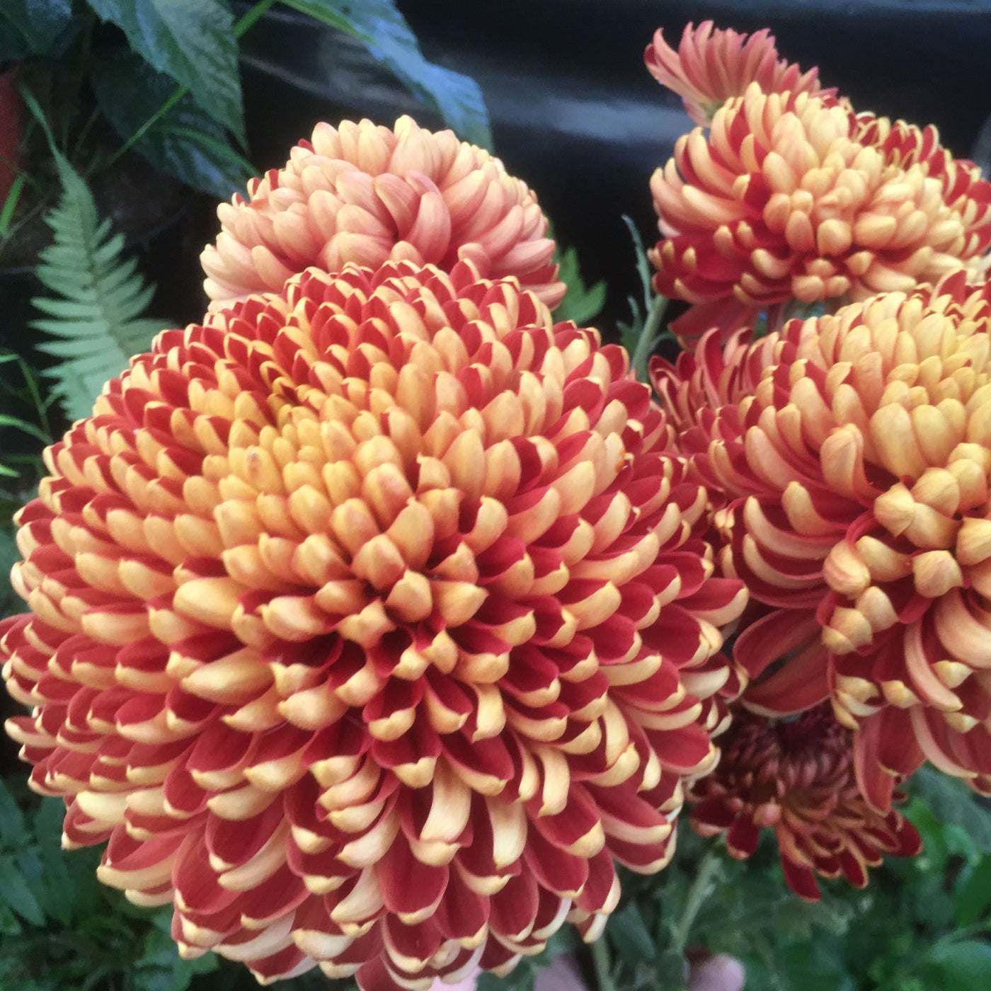 Puriri Lane | Chrysanthemum | Crimson Purple Glow