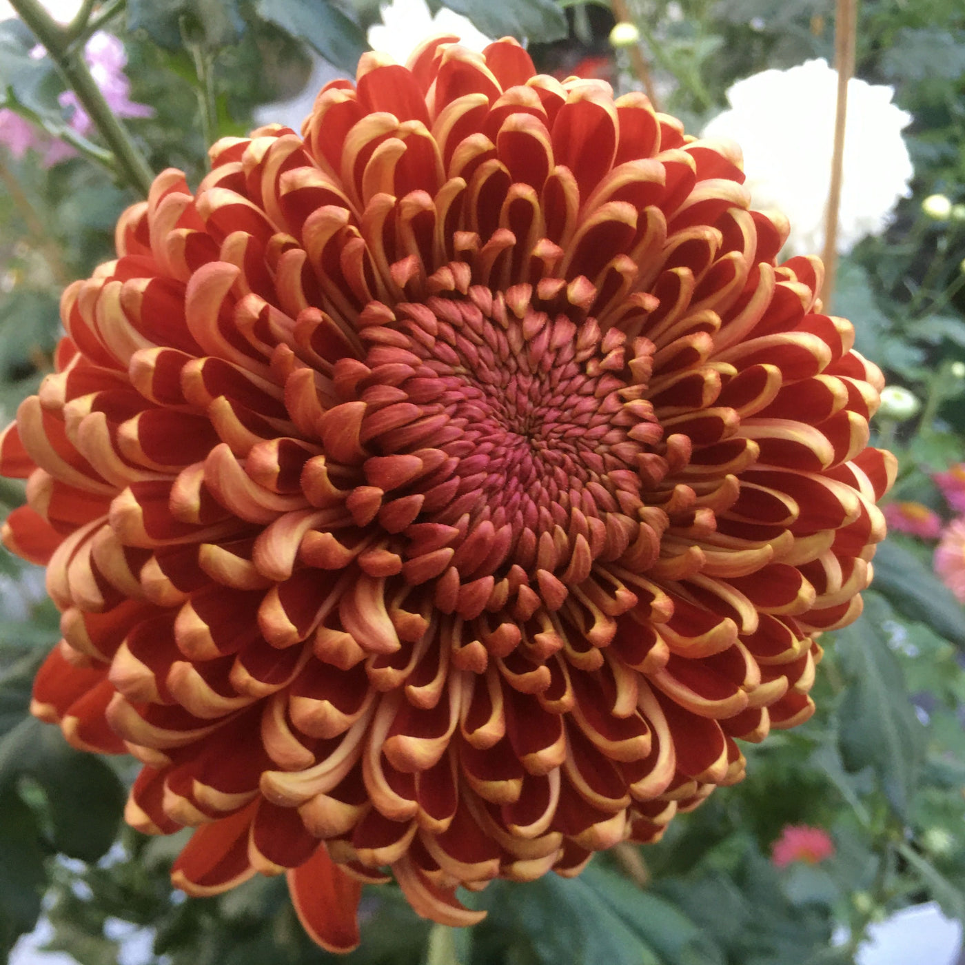 Chrysanthemum | Crimson Purple Glow