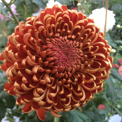 Chrysanthemum | Crimson Purple Glow