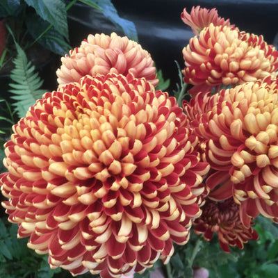 Puriri Lane | Chrysanthemum | Crimson Purple Glow