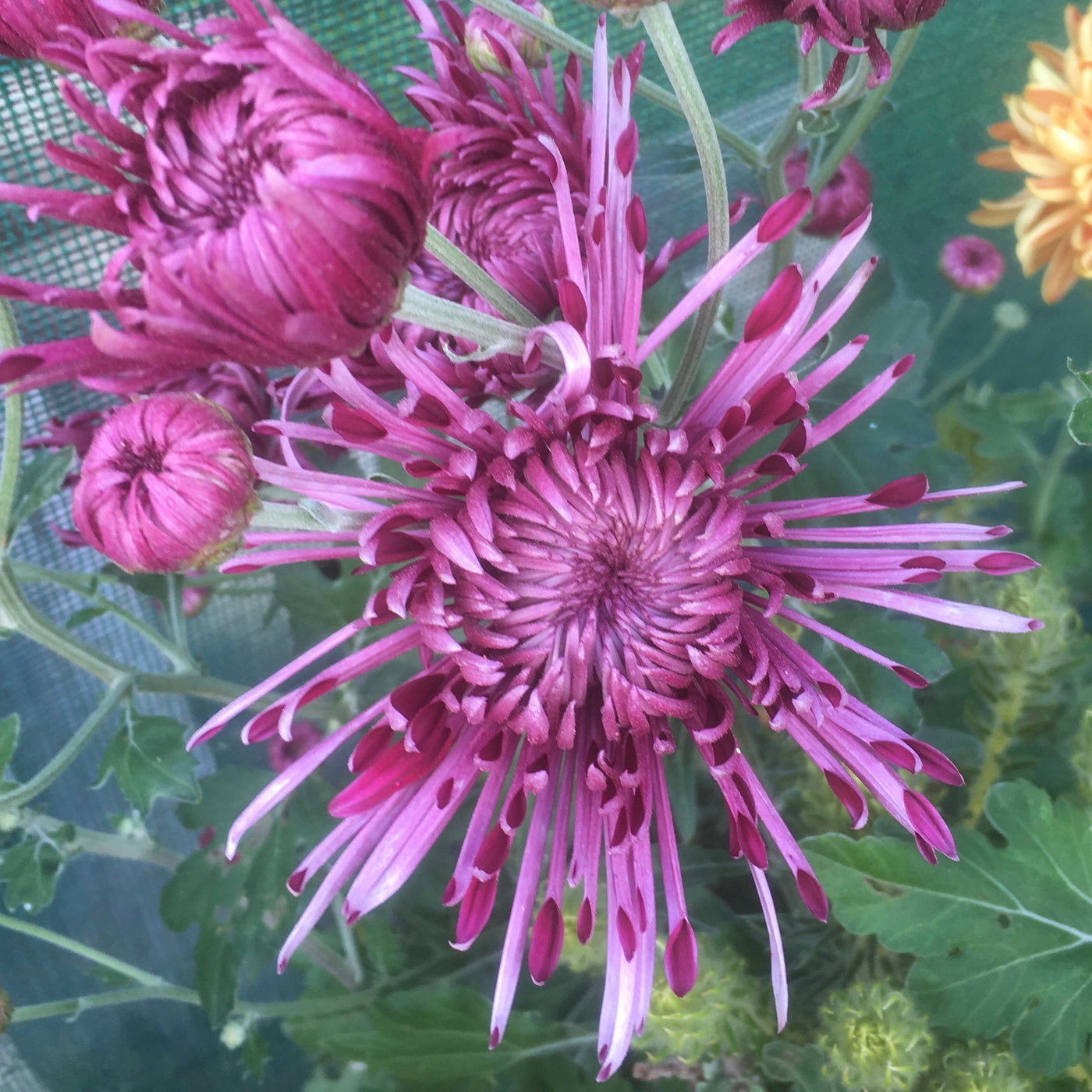 Puriri Lane | Chrysanthemum | Diana Stokes