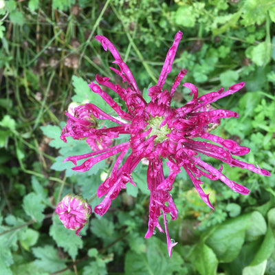 Puriri Lane | Chrysanthemum | Diana Stokes