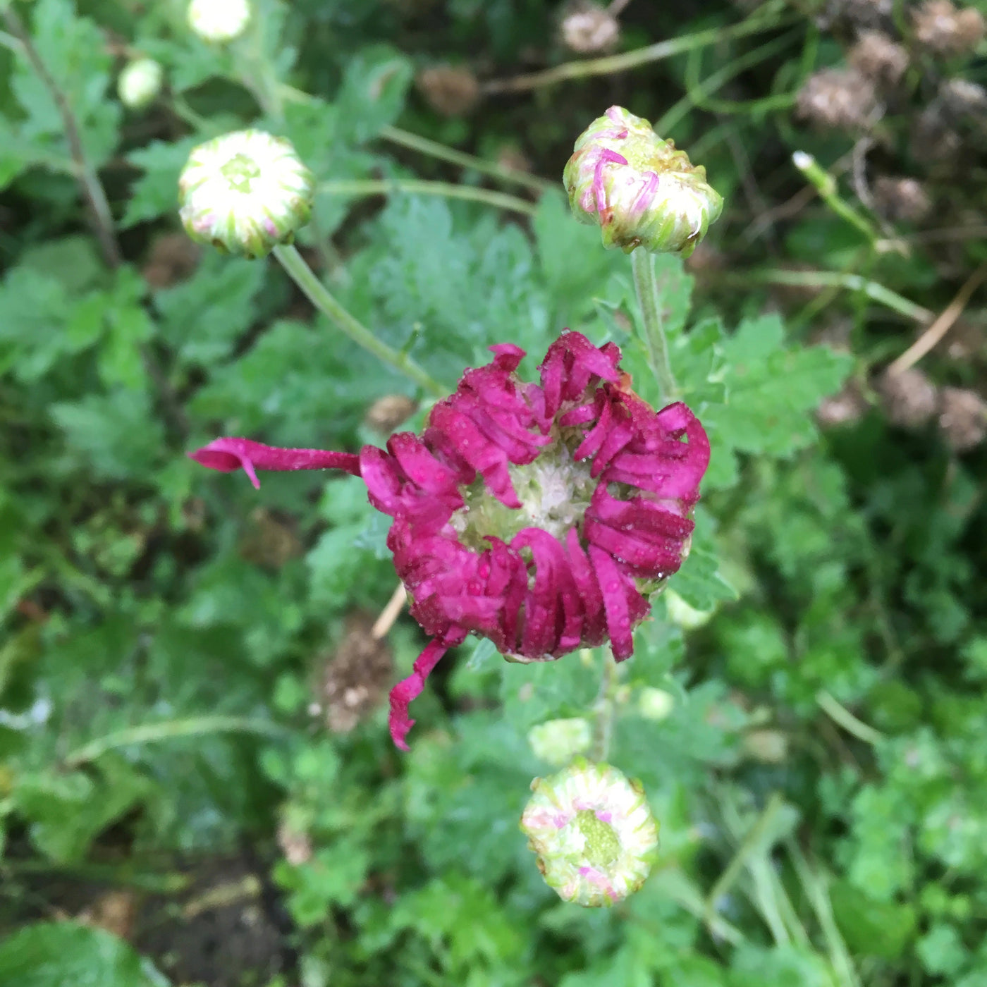 Puriri Lane | Chrysanthemum | Diana Stokes