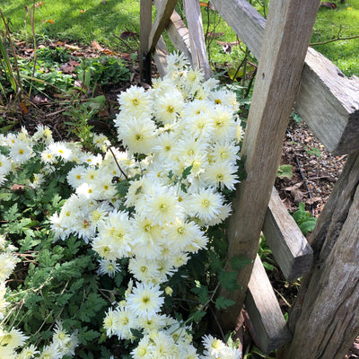 Puriri Lane |Chrysanthemum |Lemonade Fizz