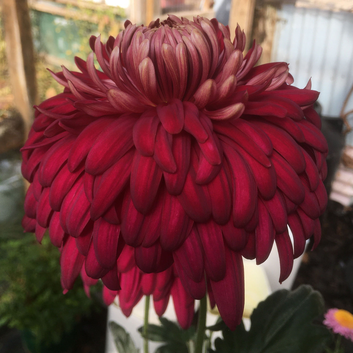 Puriri Lane | Chrysanthemum | Pater Fraiser