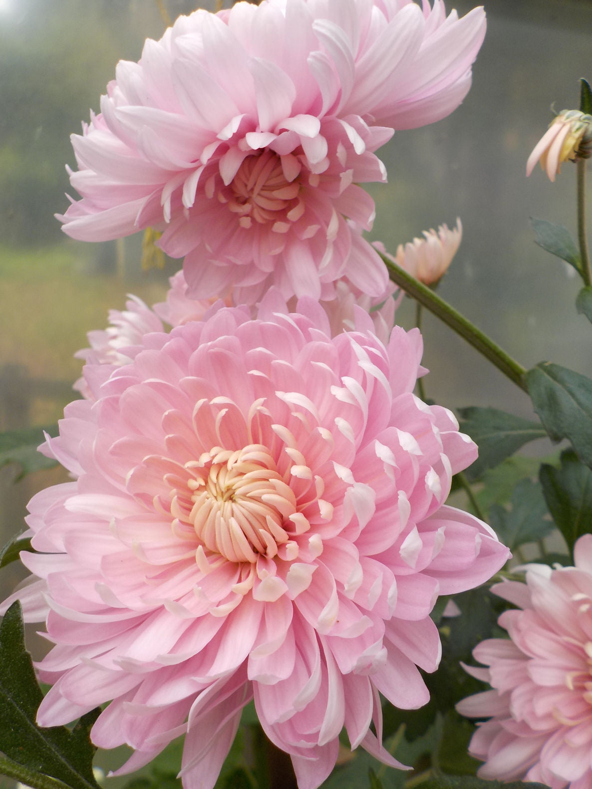 Puriri Lane | Chrysanthemum | Pink Chiffon