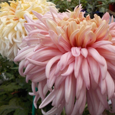 Puriri Lane | Chrysanthemum | Pink John Wingfield