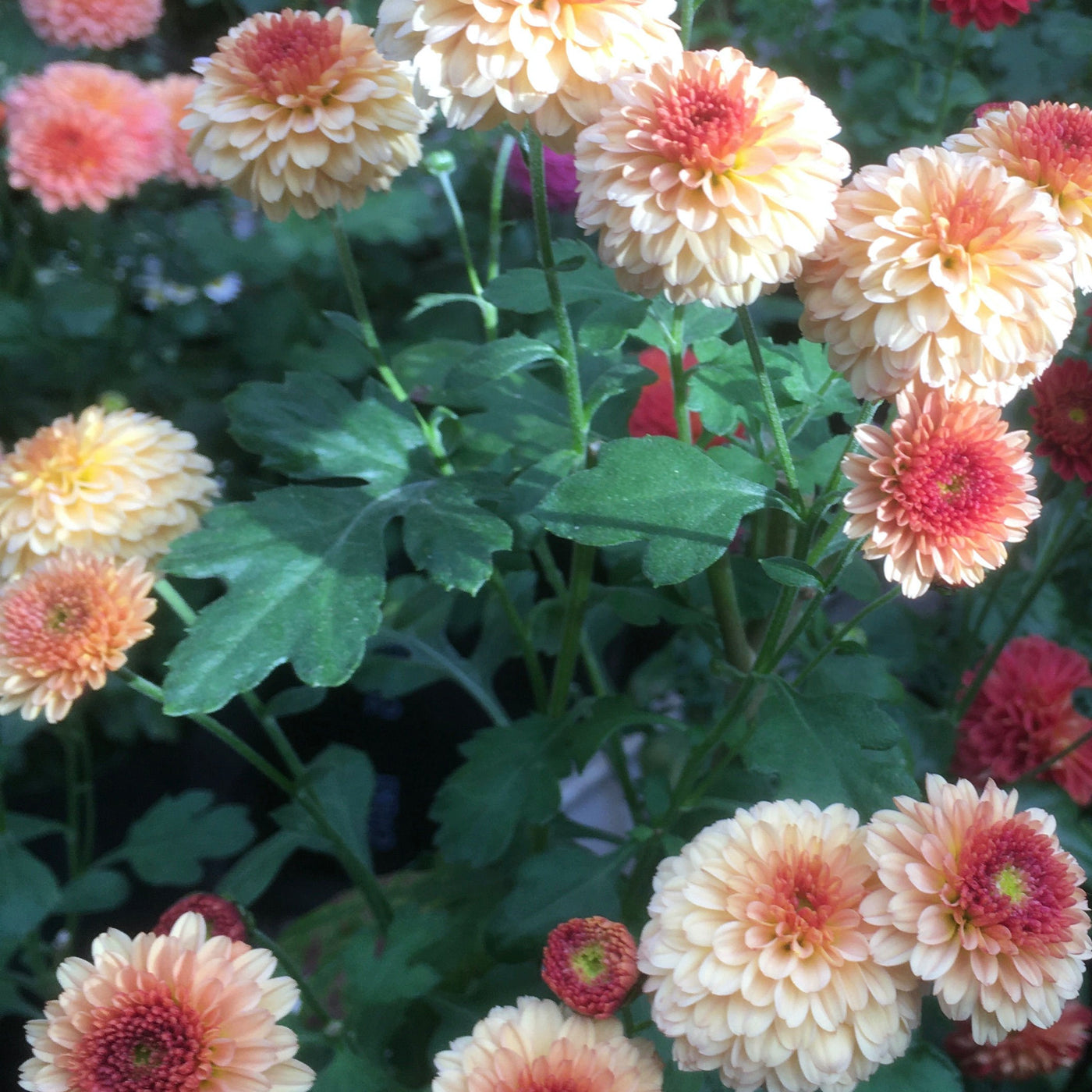 Chrysanthemum | Salmon Mariehau