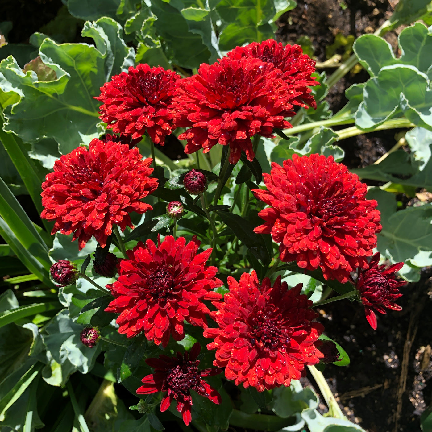 Chrysanthemum | El Tora