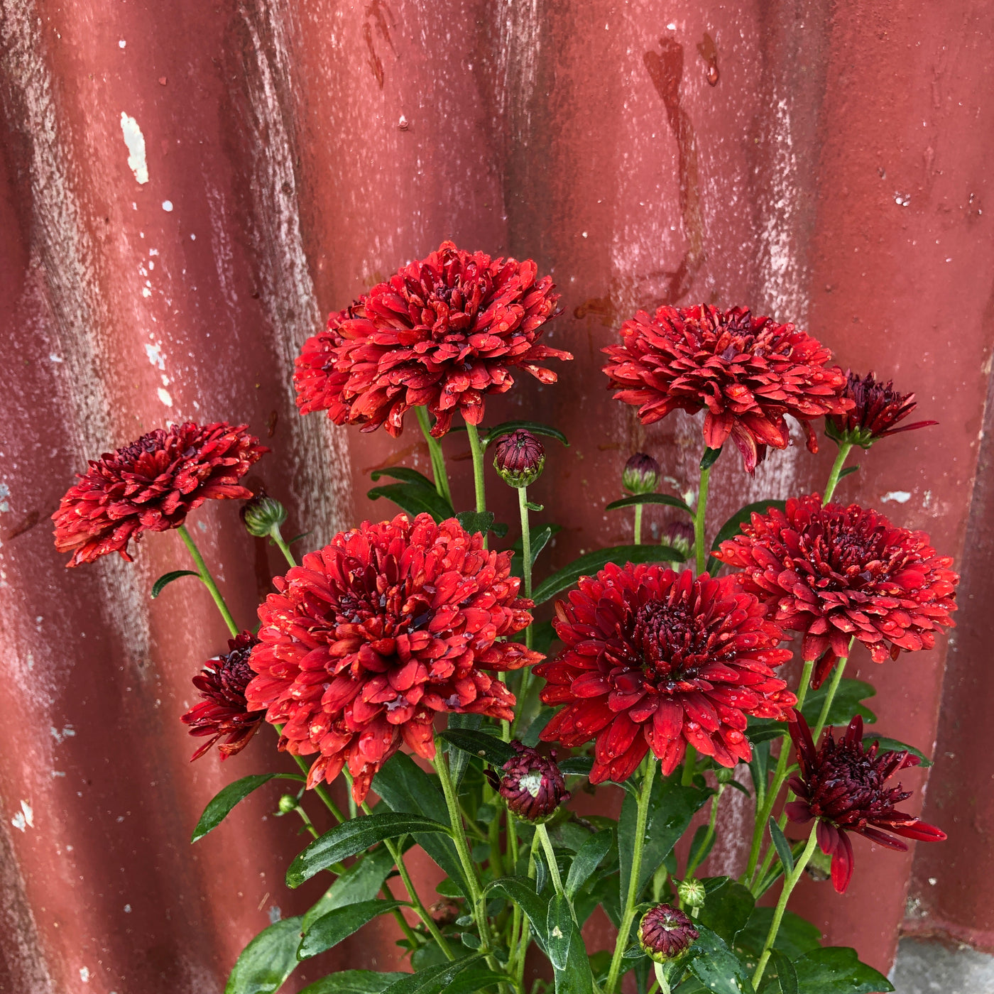 Chrysanthemum | El Tora