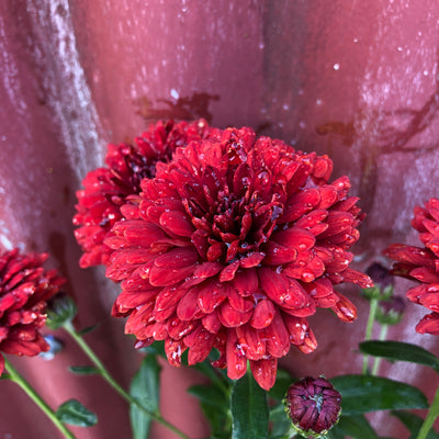 Chrysanthemum | El Tora