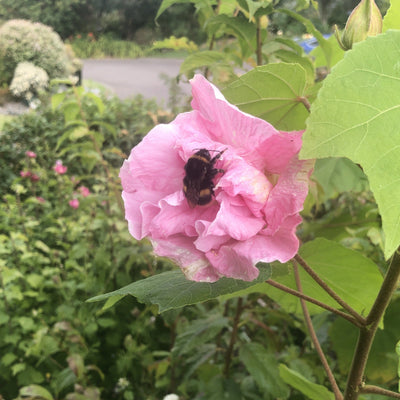 Puriri Lane HIbiscus mutablis | Confederate Rose