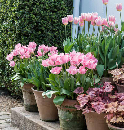 Puriri Lane | Containers In The Garden | Claus Dalby