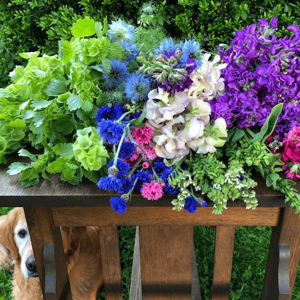 Puriri Lane | Cool Flowers | Lisa Mason Ziegler