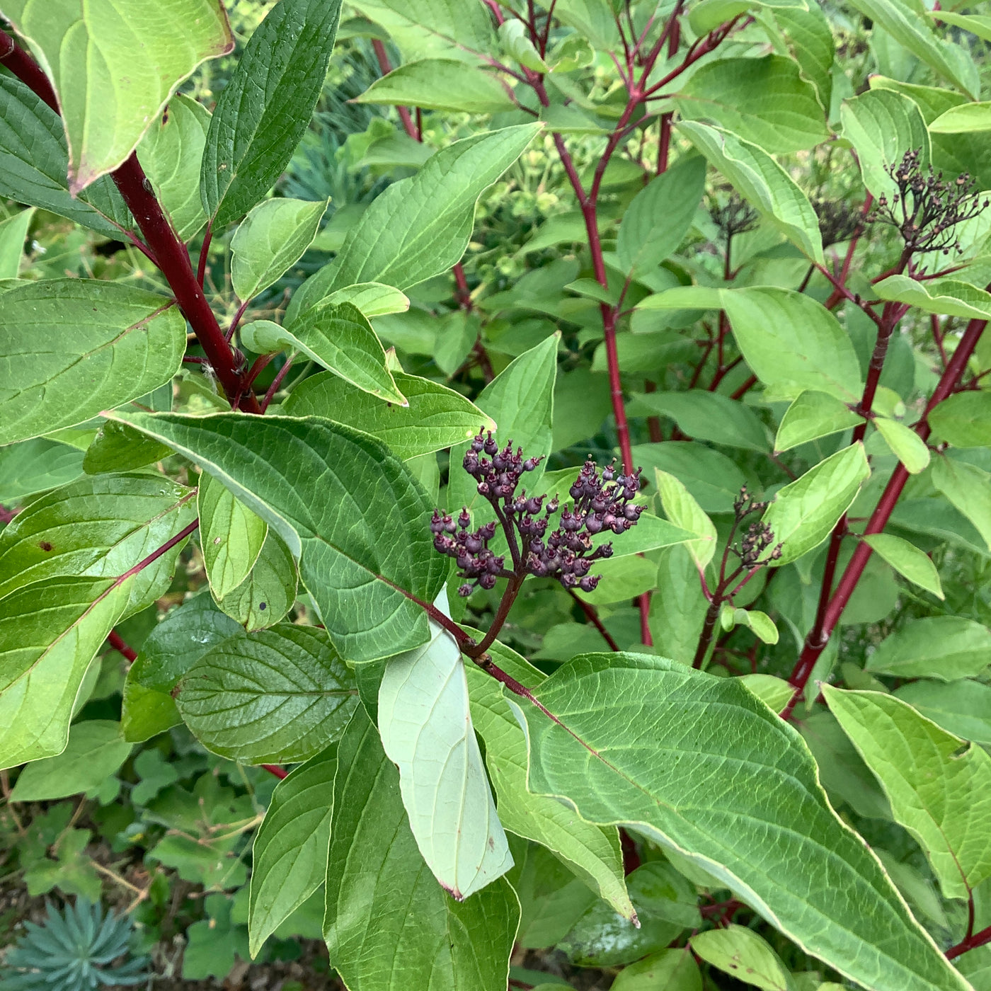 Puriri Lane | Cornus alba | Siberica