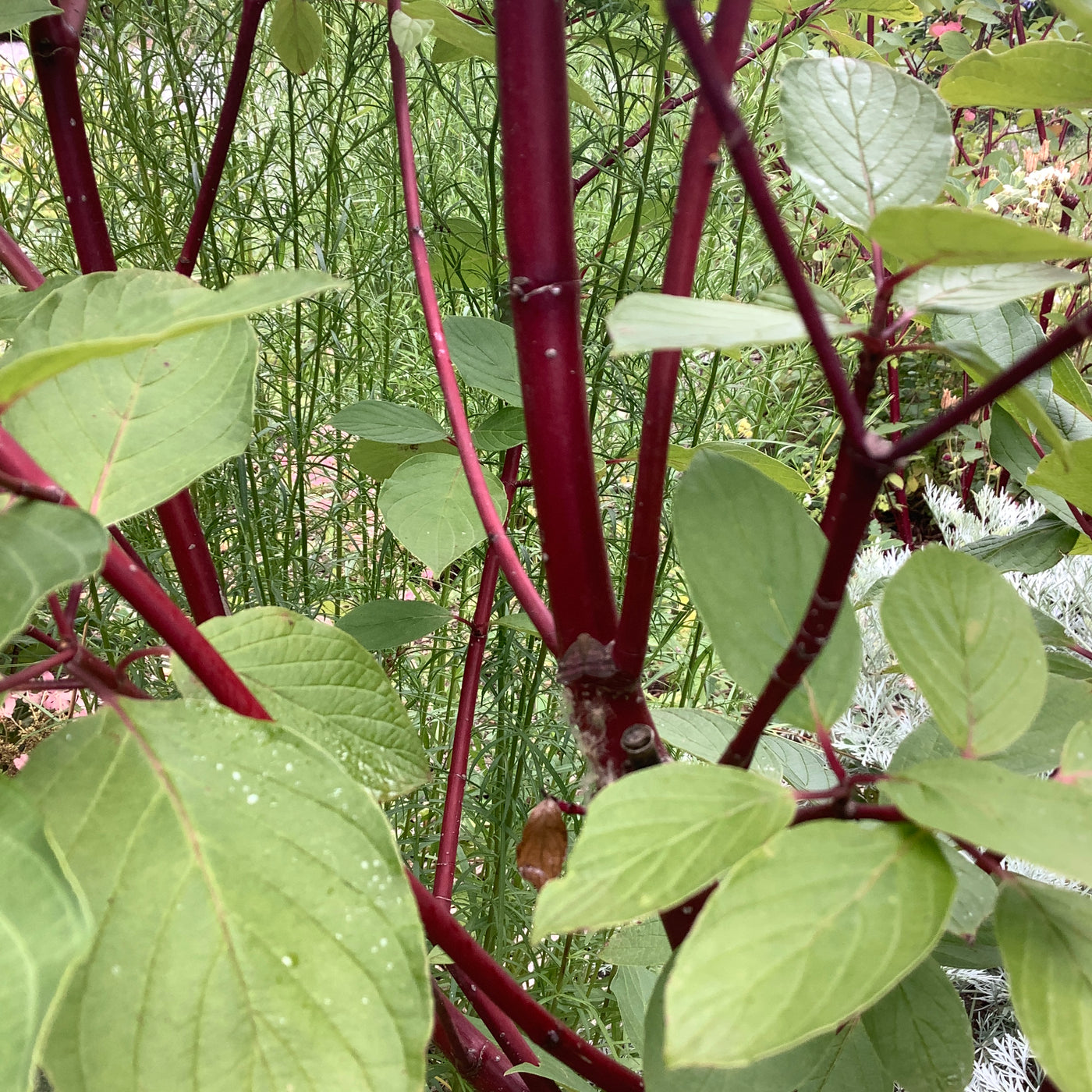 Puriri Lane | Cornus alba | Siberica