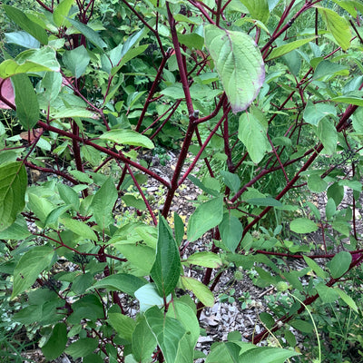 Puriri Lane | Cornus alba | Siberica