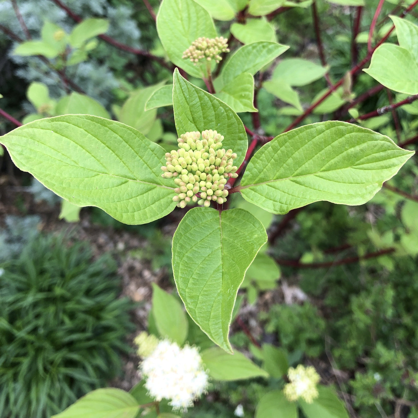 Puriri Lane | Cornus sibirica | Alba