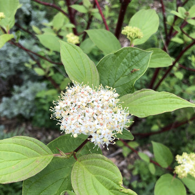 Puriri Lane | Cornus sibirica | Alba