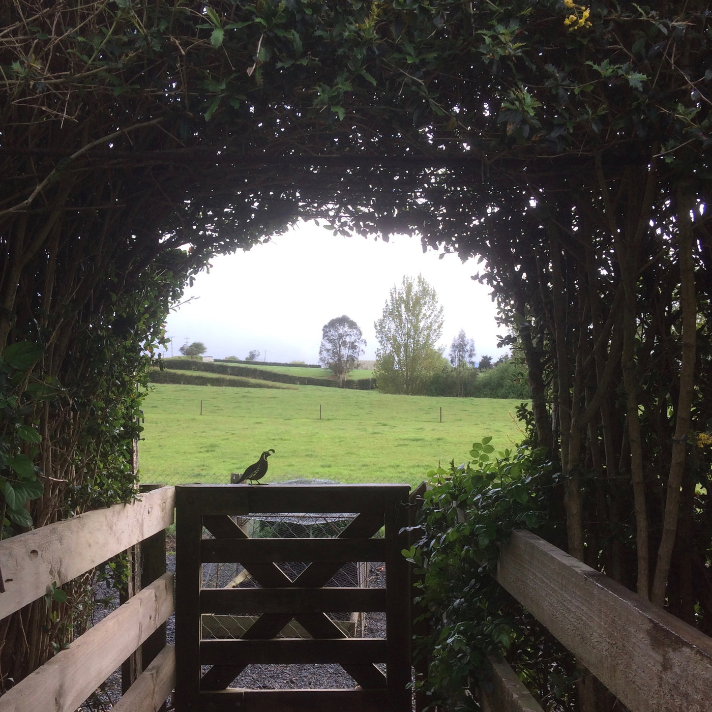 Quail Flat Bar | Corten Steel