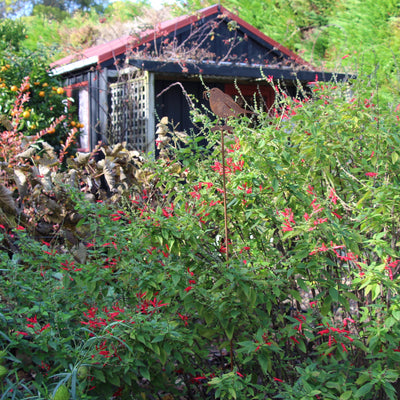 Puriri Lane | Early Bird Gets The Worm | Garden Stake