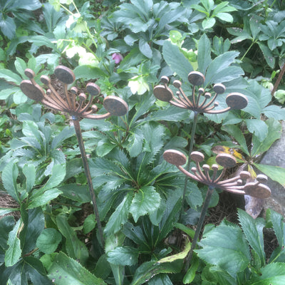 Queen Annes Lace | Corten Steel