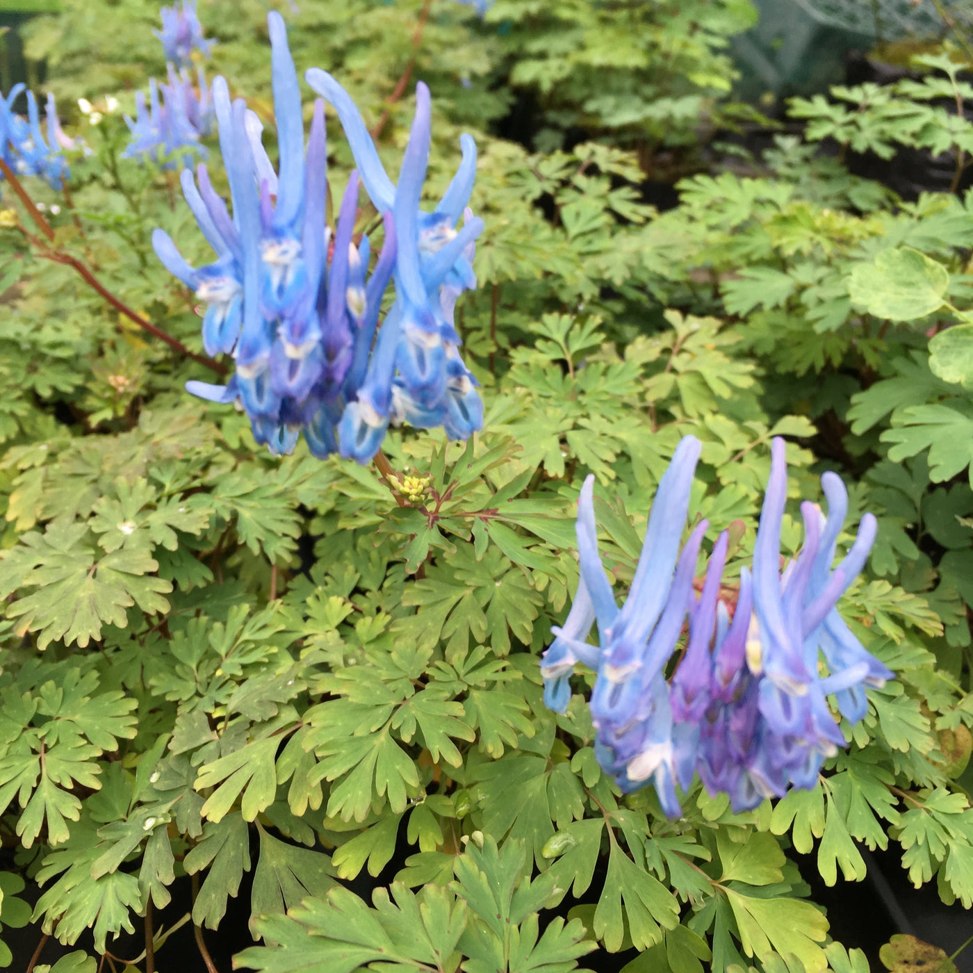 Puriri Lane | Corydalis Flexuosa | China Blue