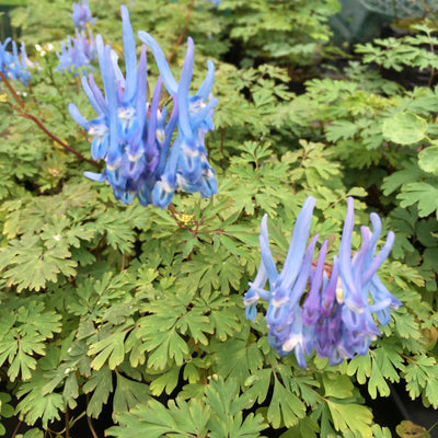 Puriri Lane | Corydalis Flexuosa | China Blue