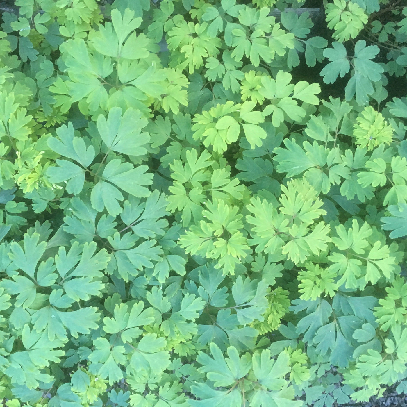 Puriri Lane | Corydalis Flexuosa | China Blue
