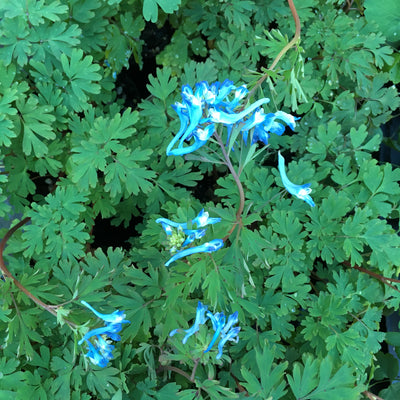 Puriri Lane | Corydalis Flexuosa | China Blue