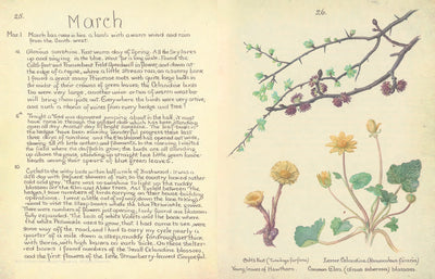 Puriri Lane | The Country Diary of an Edwardian Lady