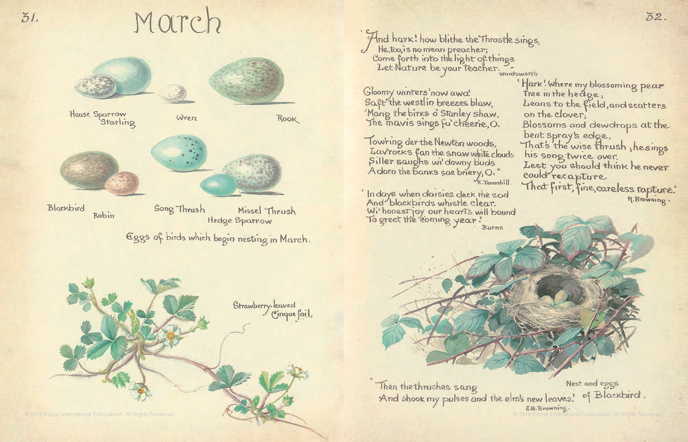 Puriri Lane | The Country Diary Of An Edwardian Lady