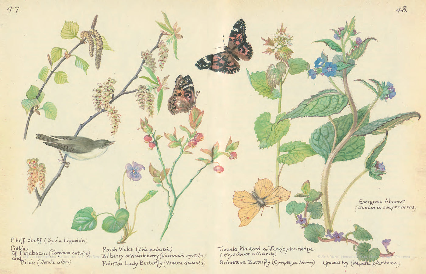 Puriri Lane | The Country Diary Of An Edwardian Lady