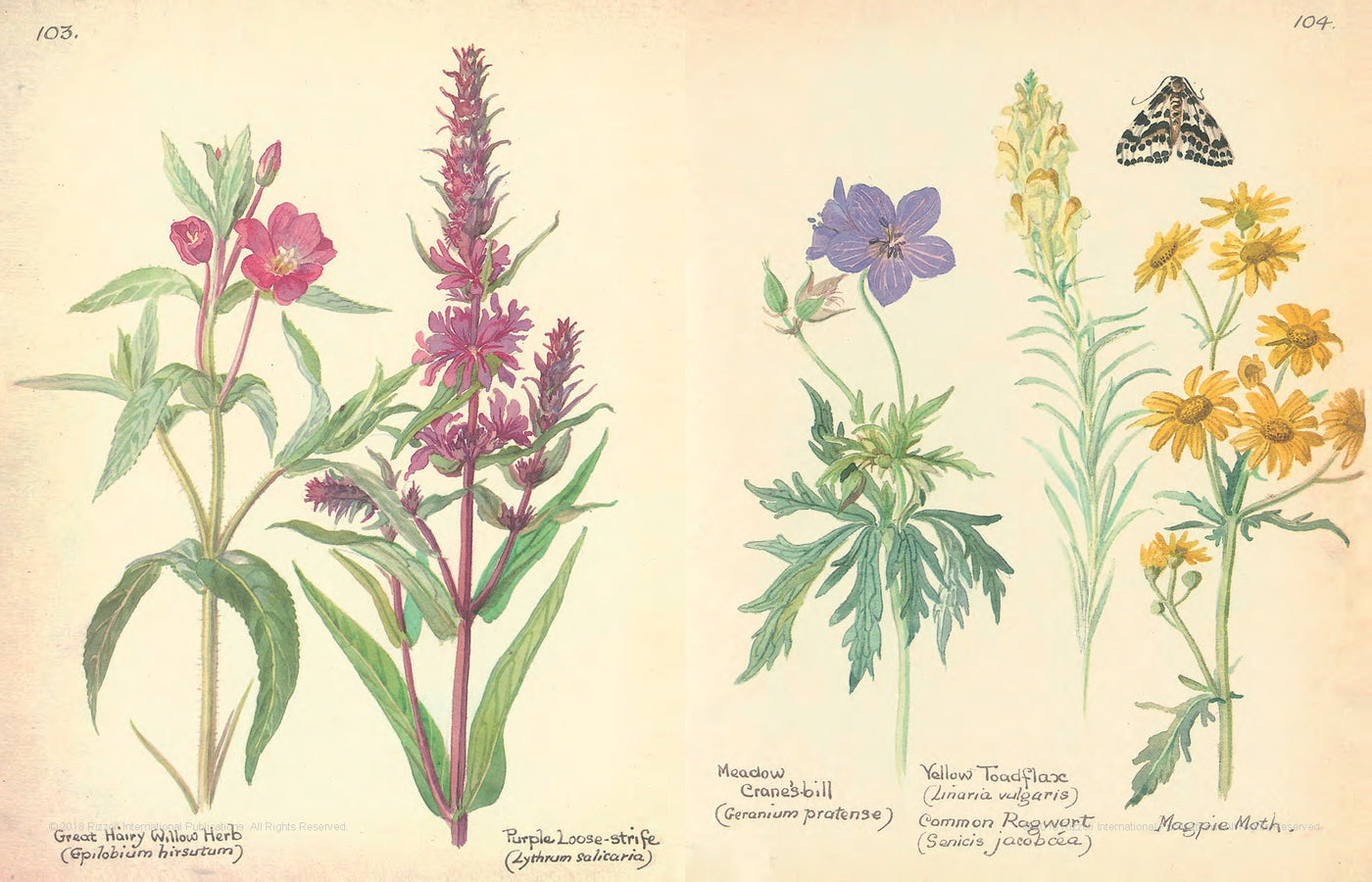 Puriri Lane | The Country Diary Of An Edwardian Lady