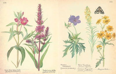 Puriri Lane | The Country Diary Of An Edwardian Lady