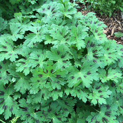Puriri Lane | Cranesbill geranium phaeum samobor | Mourning Widow
