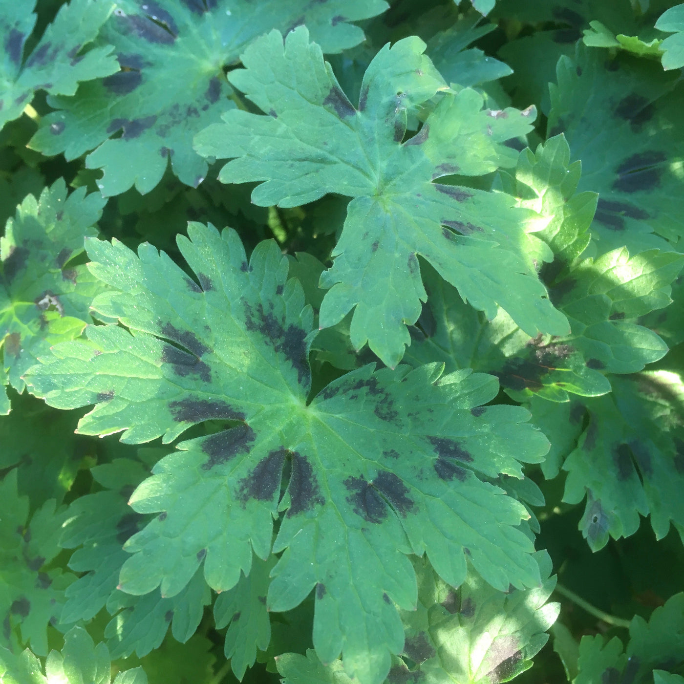 Puriri Lane | Cranesbill geranium phaeum samobor | Mourning Widow