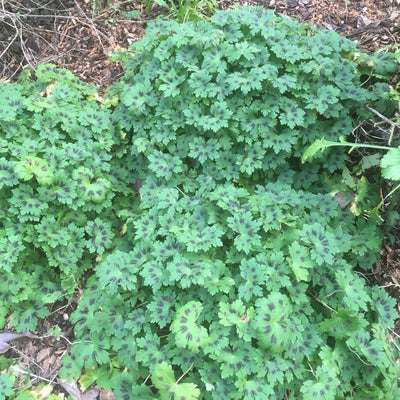 Puriri Lane | Cranesbill geranium phaeum samobor | Mourning Widow